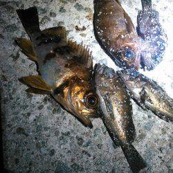 アンバーコード0.3号